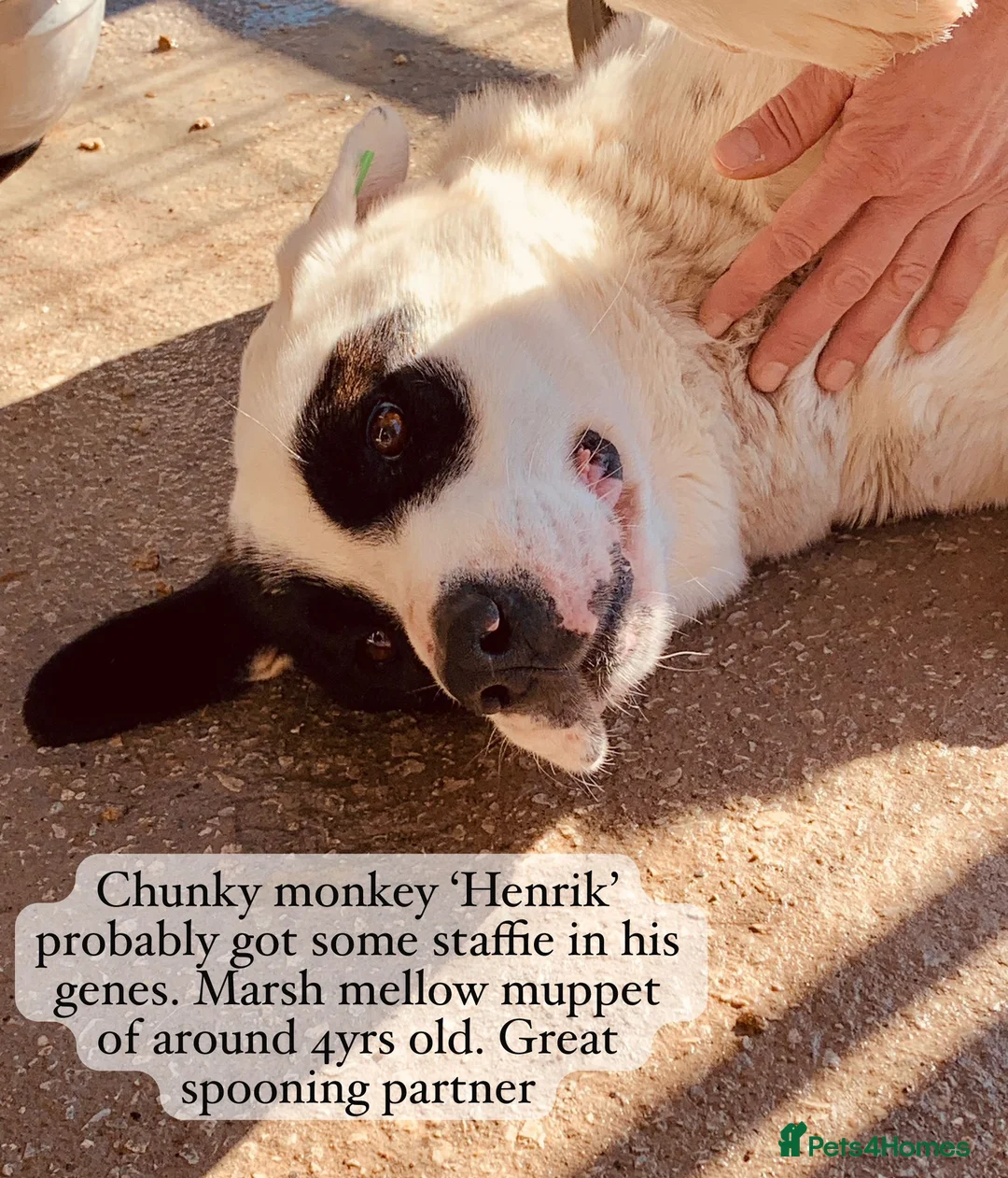 Mixed Breed dogs for adoption: Henrik, 4 yrs approx. Available for adoption. - Advert 1