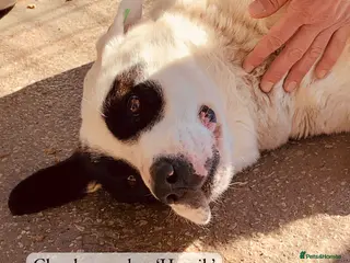 Mixed Breed dogs Henrik, 4 yrs approx. Available for adoption. - Advert 1