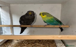 Budgerigars birds for sale: Rare budgies breeding pairs  - Image 5