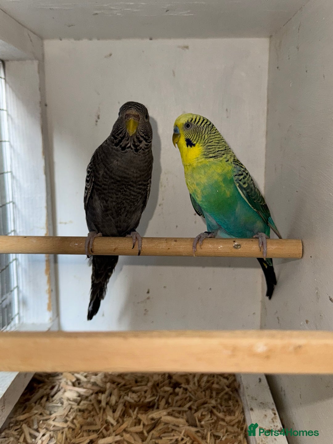 Budgerigars birds for sale: Rare budgies breeding pairs  - Image 5