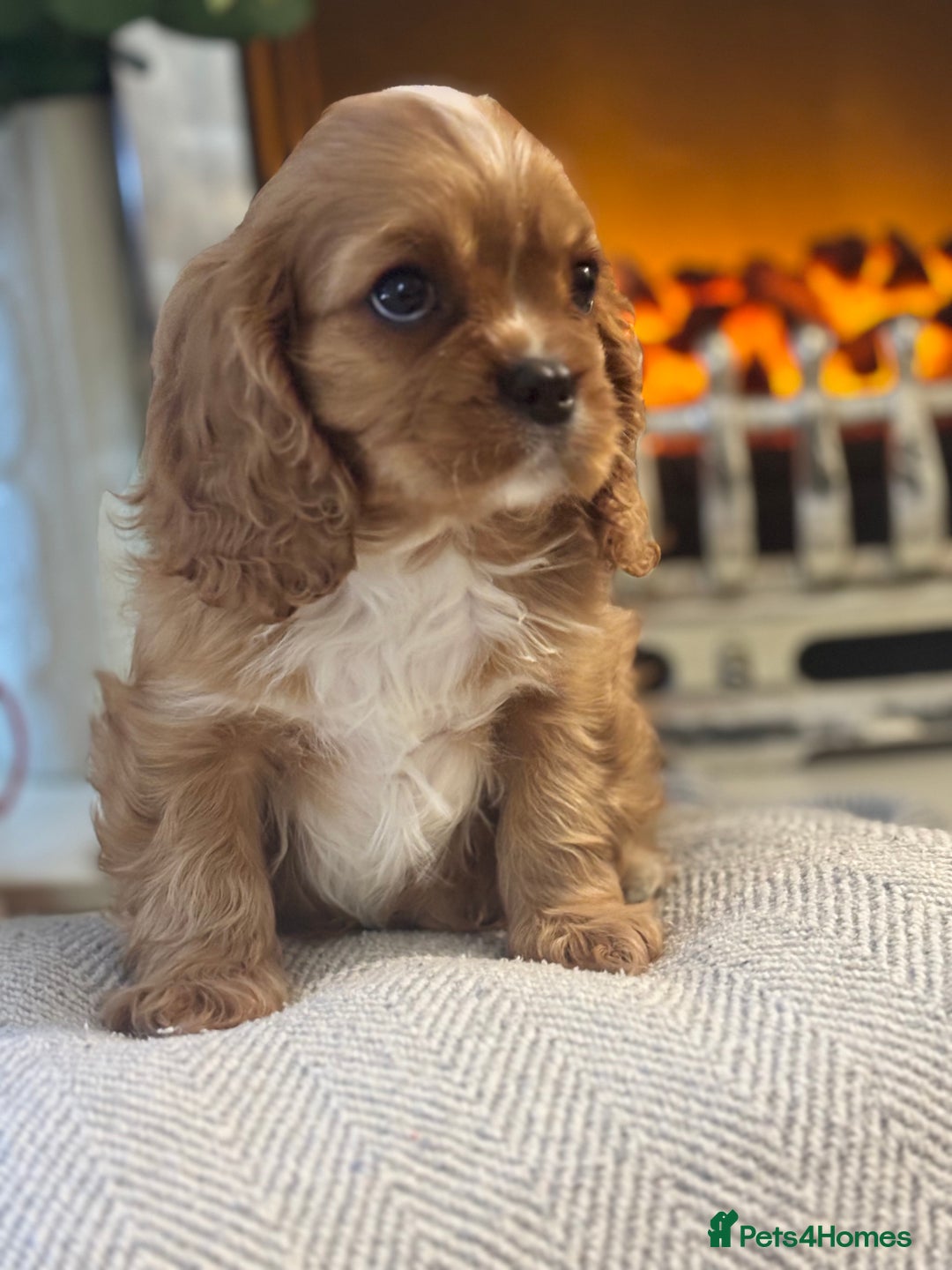 Cavalier King Charles Spaniel dogs for sale: Stunning King Charles Cavalier Puppies - Advert 5