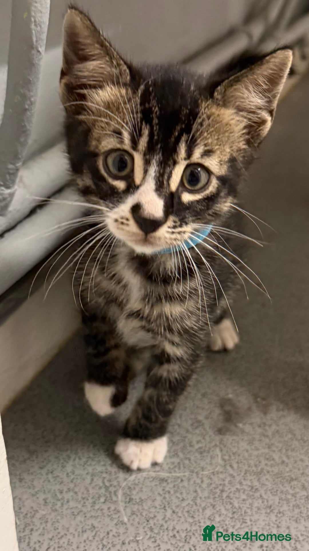 Mixed Breed cats for sale: Male kitten - Advert 2