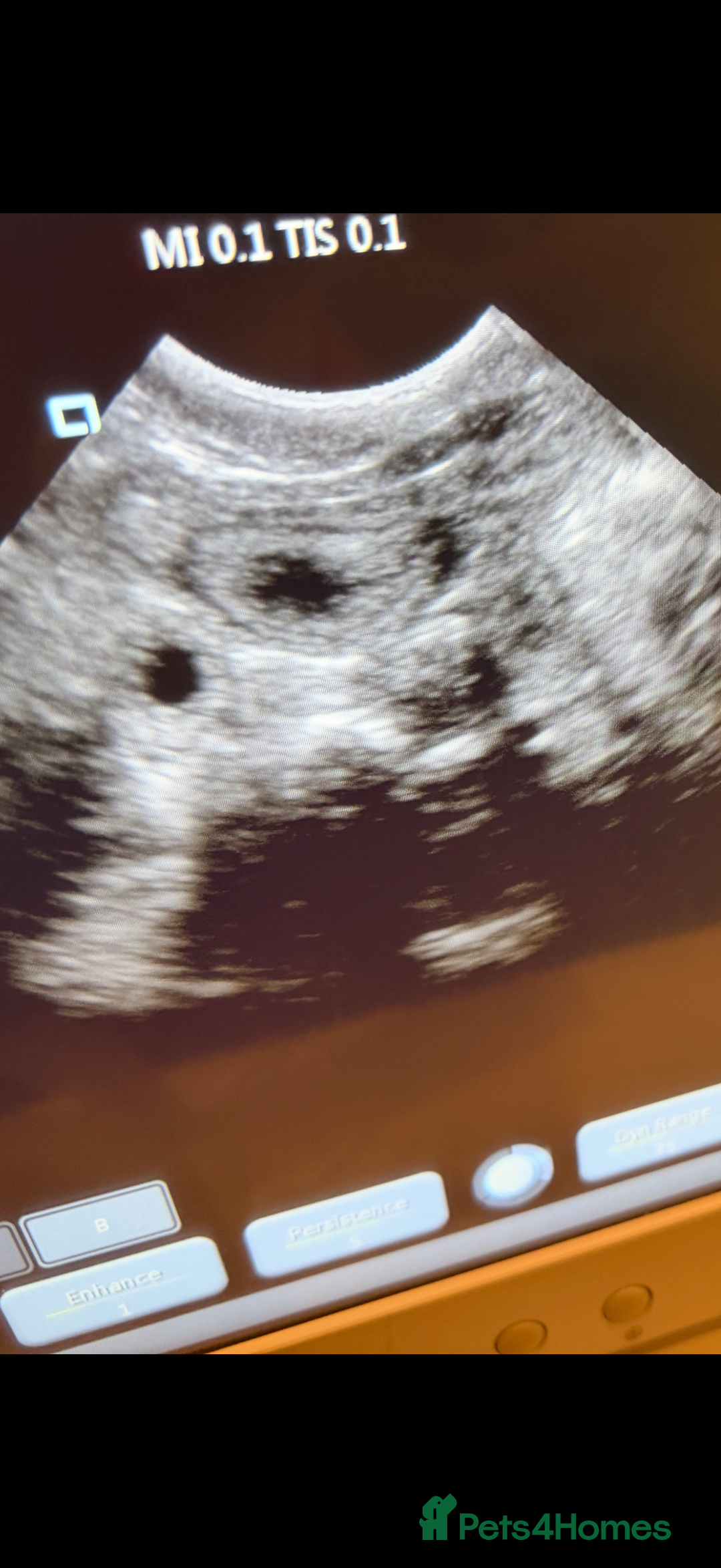 Jack Russell dogs for sale: DONJACKS PUPPIES ON THE WAY!! - Advert 18