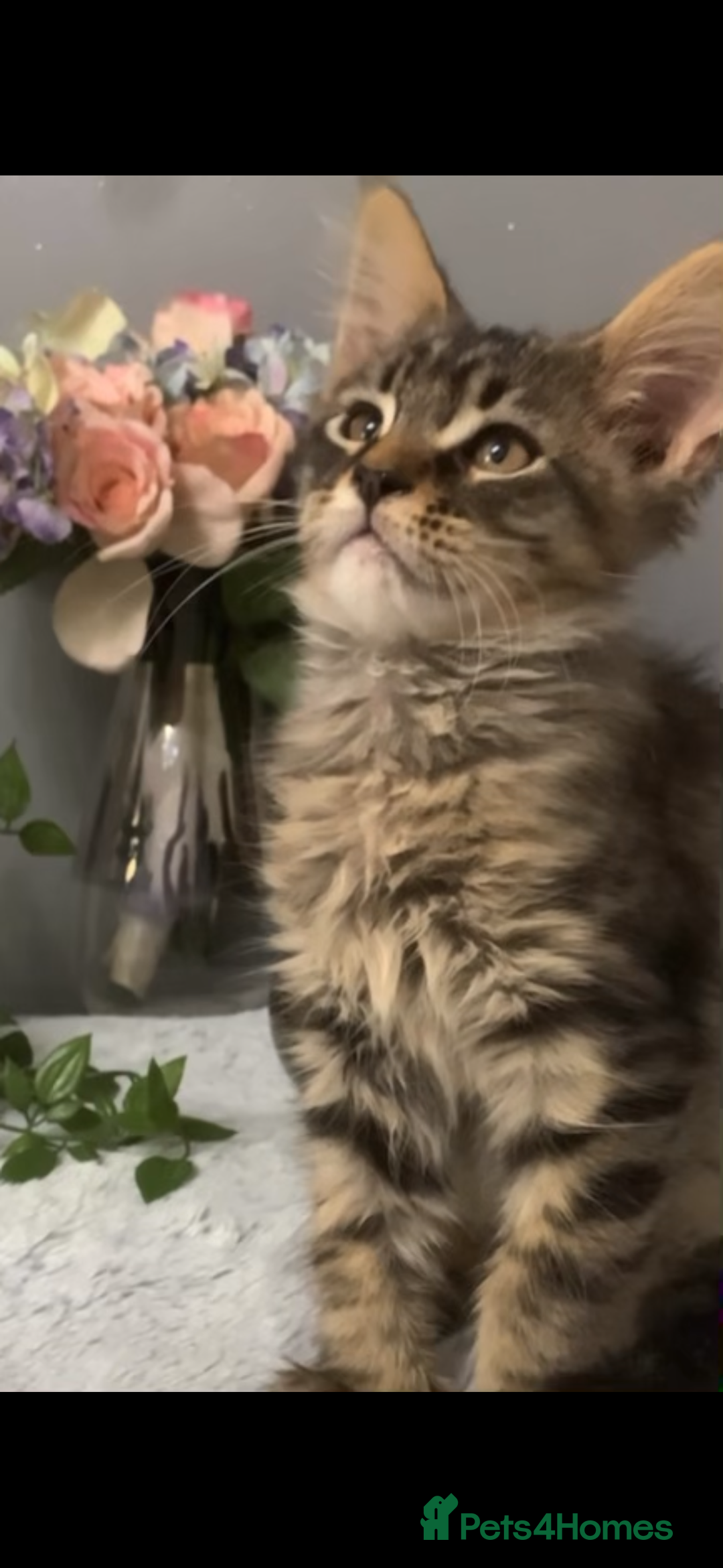 Maine Coon cats for sale: Maine coon kittens TICA registered  - Image 25