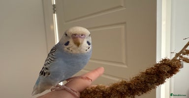 Budgerigars birds - Advert 2
