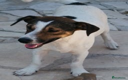 Jack Russell dogs for adoption: Vekku ,A Little Dog with a Big Heart ❤️  - Image 6