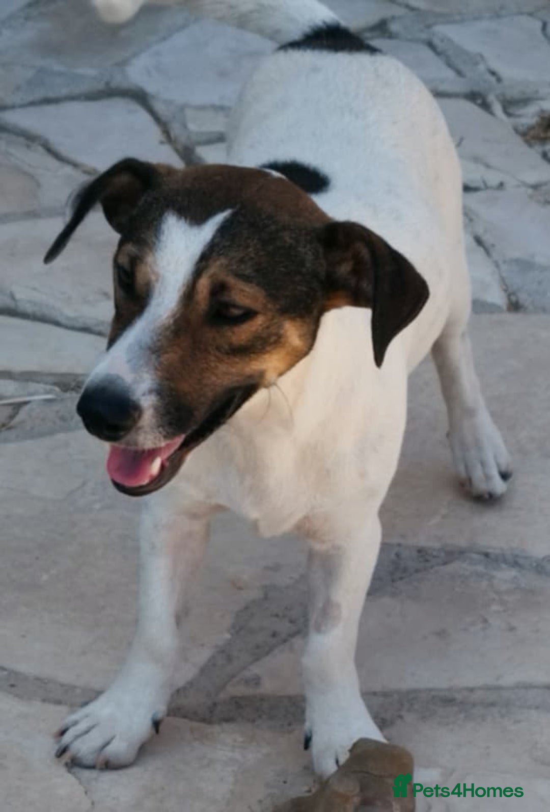 Jack Russell dogs for adoption: Vekku ,A Little Dog with a Big Heart ❤️  - Image 6