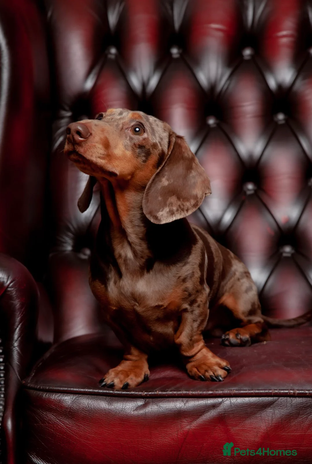 Miniature Dachshund dogs for stud: Richmond the sausage -KC Reg-DNA tested,Proven in Pentre - Advert 3