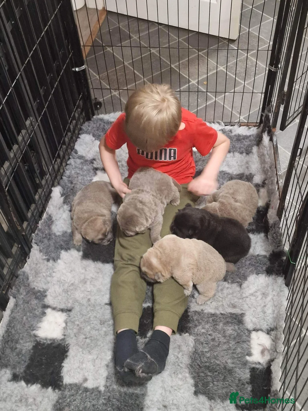 Chow Chow dogs for stud: SUMO- lilac, chocolate, rainbow producer in Cheltenham - Advert 10