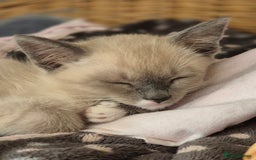Snowshoe cats for sale: Stunning pedigree Snowshoe kittens  - Image 18