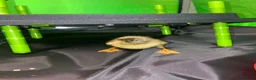 Ducks poultry for sale: Day old Indian runner duck pair  in Stocksfield - Advert 2