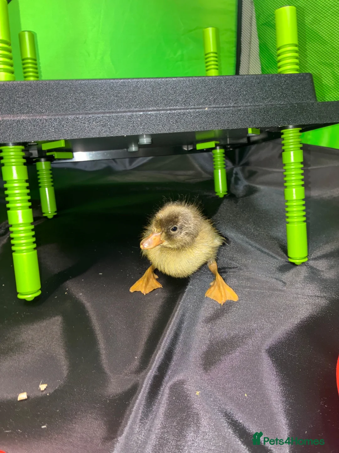 Ducks poultry for sale: Day old Indian runner duck pair  in Stocksfield - Advert 2