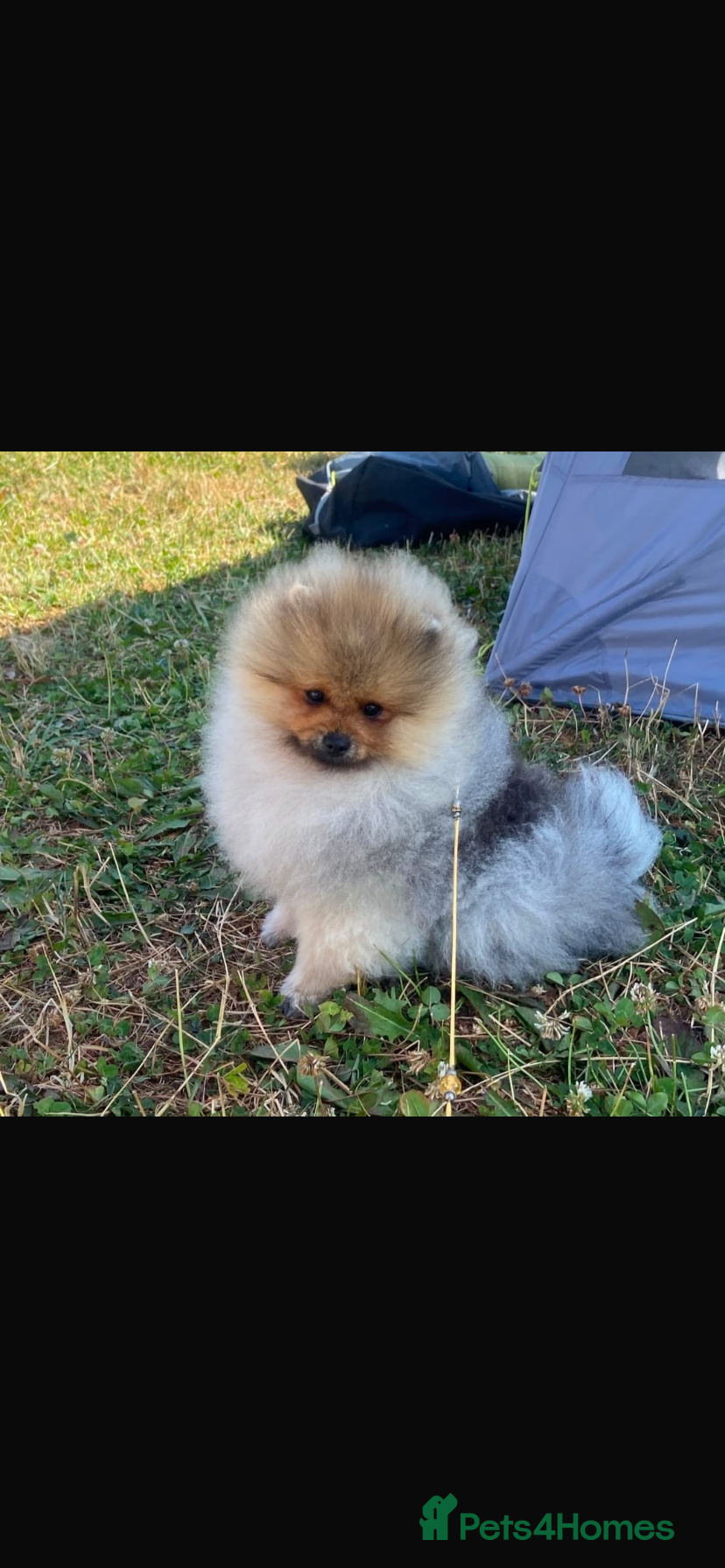 Pomeranian dogs Beautiful Pomeranian boy - Advert 2