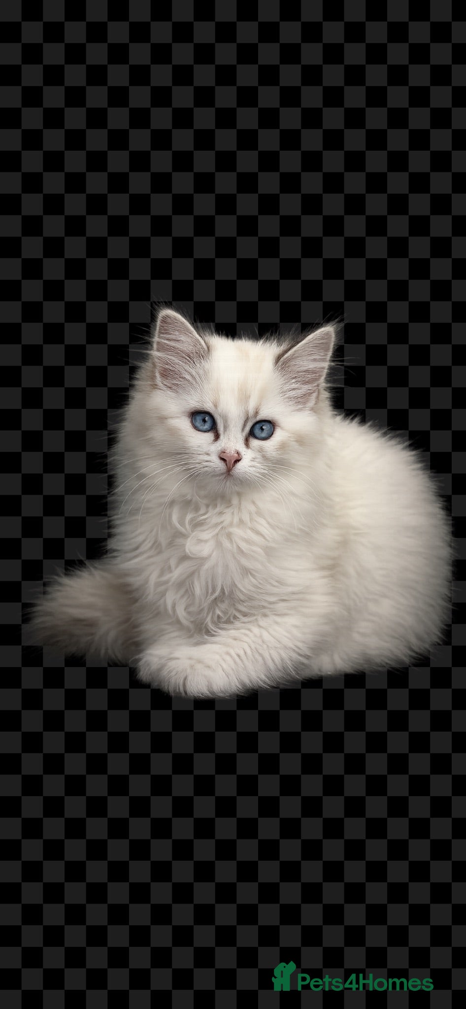 Ragdoll cats Stunning GCCF reg kittens available to 5* homes.  - Advert 1
