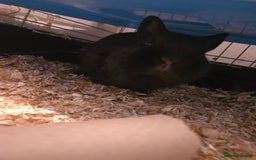 Netherland Dwarf rabbits for sale: Netherland Dwarf Rabbit  - Image 3