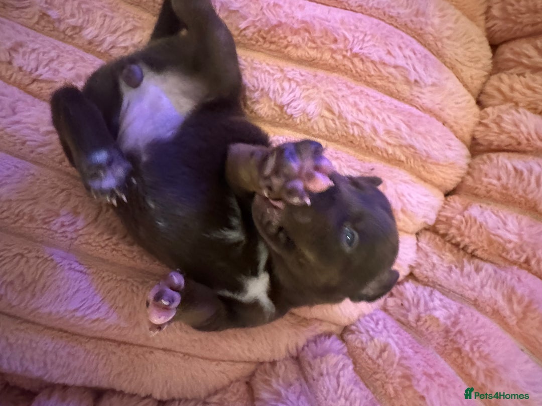 Mixed Breed dogs for sale: Shar Pei cross breed X Labrador Puppies  - Advert 12