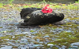 Chickens poultry for sale: Back pekin cockerel  - Image 4