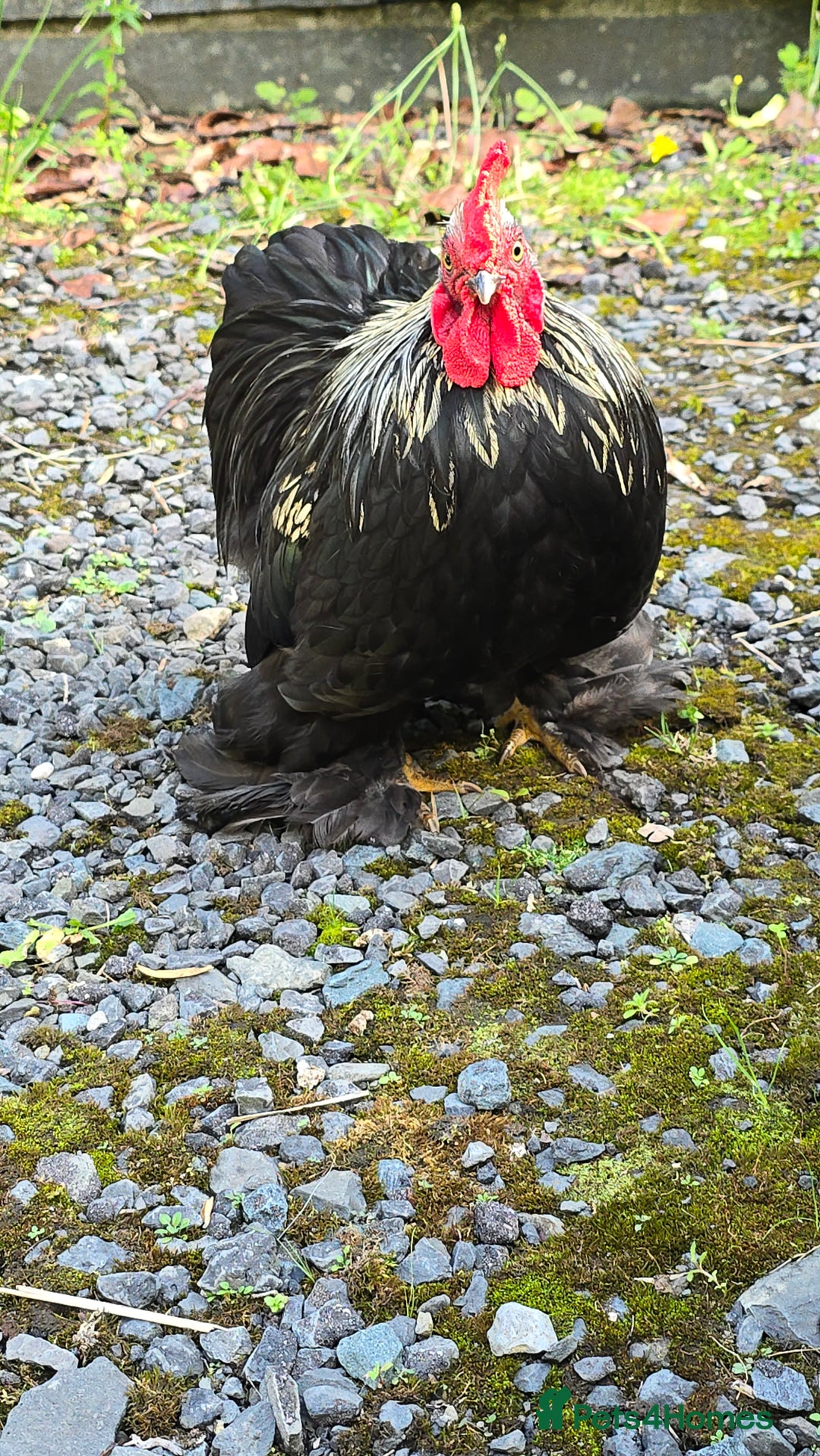 Chickens poultry for sale: Back pekin cockerel  - Image 4