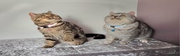 British Shorthair cats for sale: Amazing Quality Pedigree British Shorthair Kittens - Advert 13