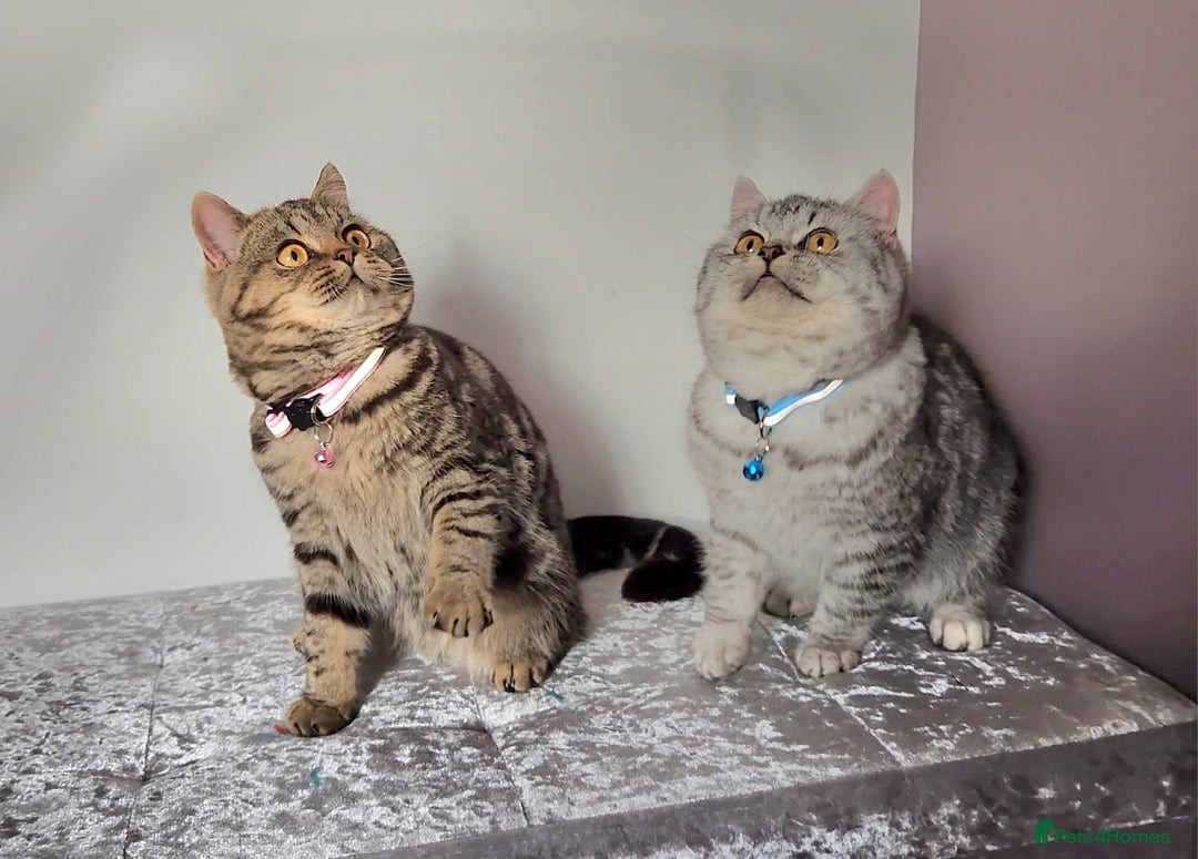 British Shorthair cats for sale: Amazing Quality Pedigree British Shorthair Kittens - Advert 13
