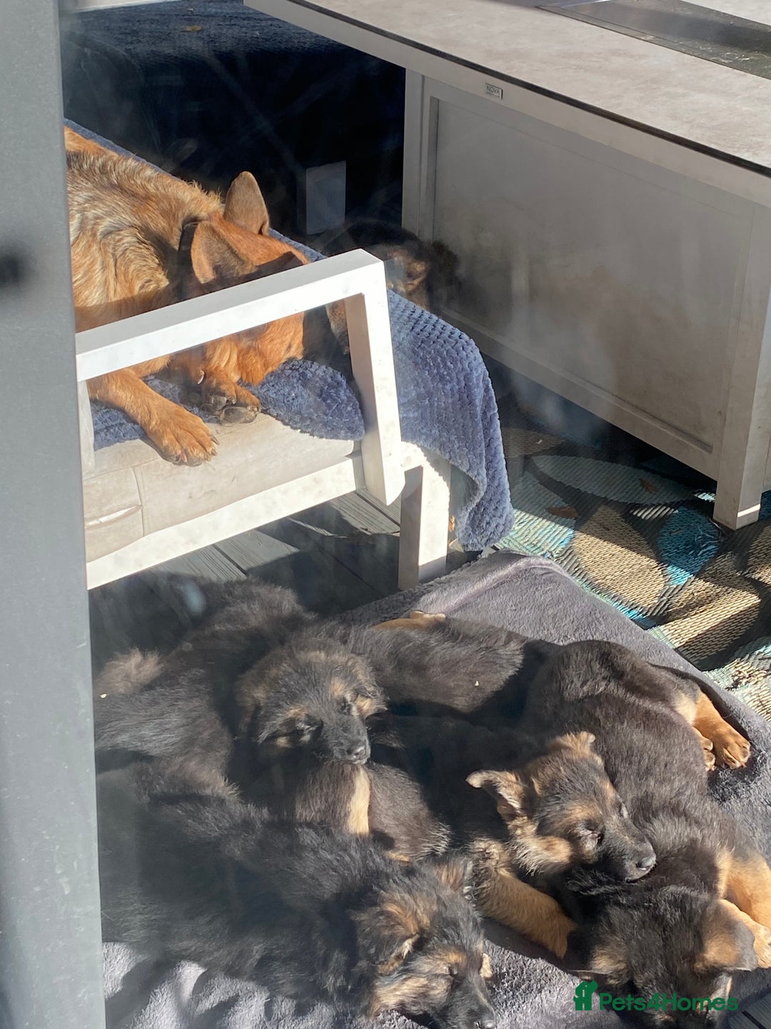 German Shepherd dogs for sale: KC Reg. Amazing Beautiful Girls Awaiting A Home ❤️ - Image 7