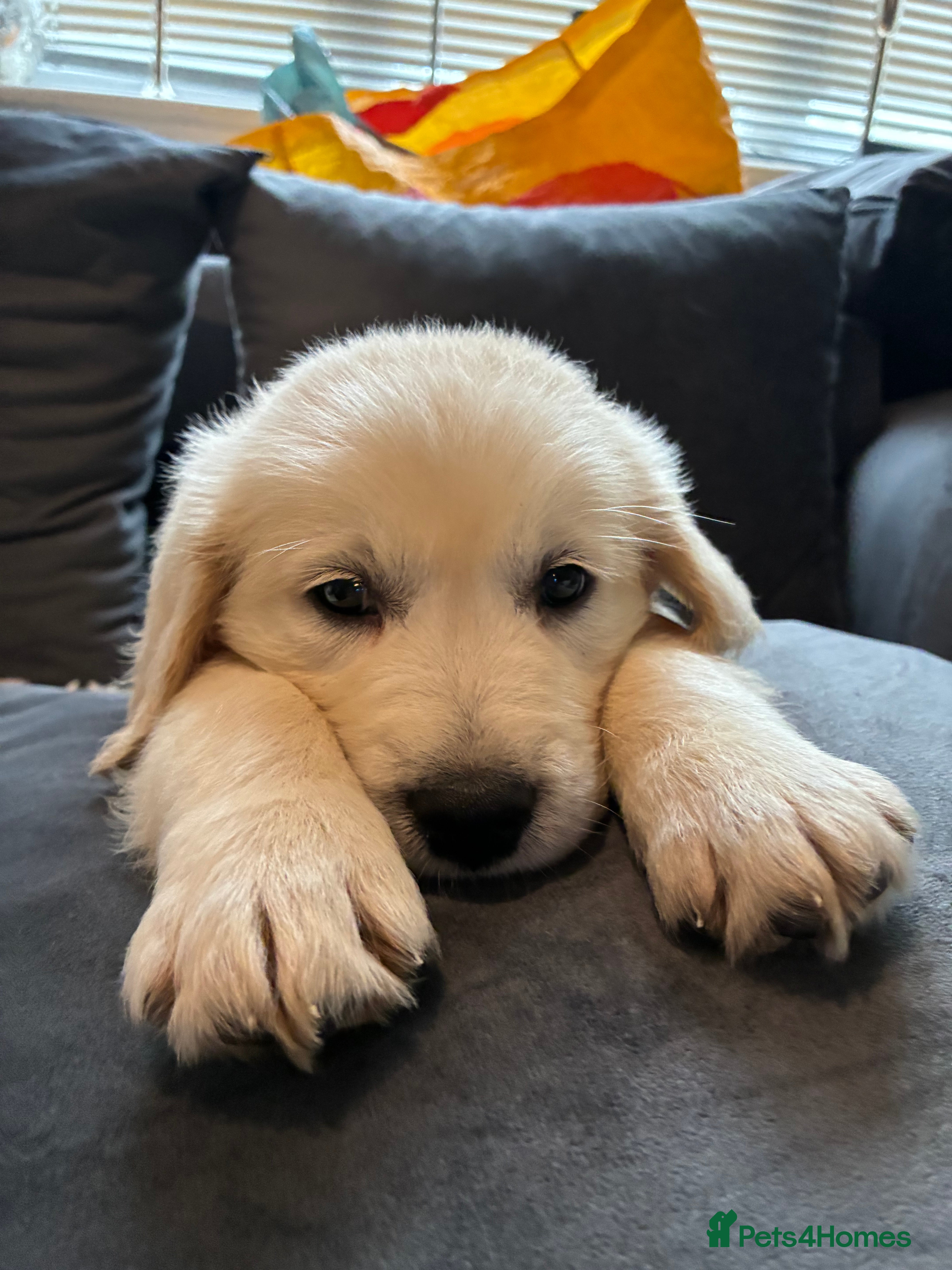 Golden Retriever dogs  golden retriever ready to leave this weekend  - Advert 1