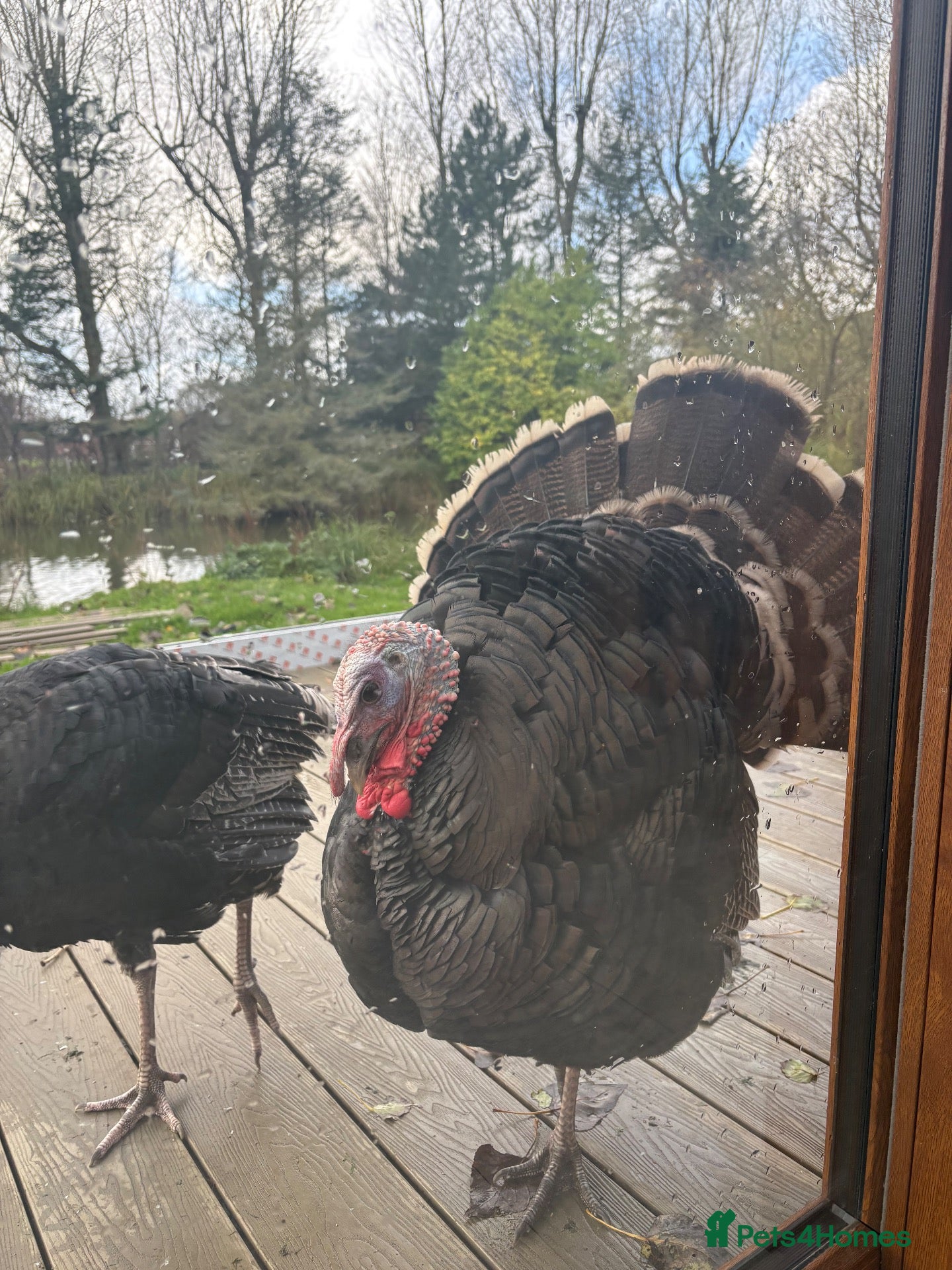 Turkeys poultry Norfolk Bronze Turkeys–Breeding Group-Stag & 3 Hen - Advert 2