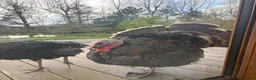 Turkeys poultry for sale: Norfolk Bronze Turkeys–Breeding Group-Stag & 3 Hen - Advert 2