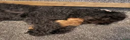 Cockapoo dogs for sale: Cockapoo puppy for sale - Advert 7