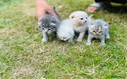 Scottish Fold cats for sale: Adorable Kittens Looking for Their Forever Homes🐾 - Image 22