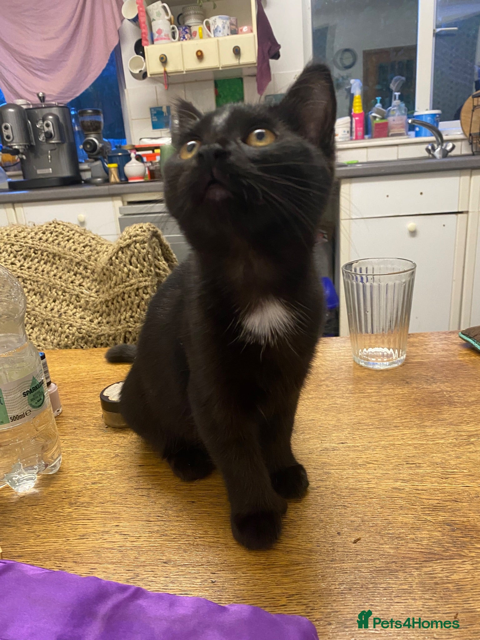 Mixed Breed cats Polydactyl Kitten - Advert 18