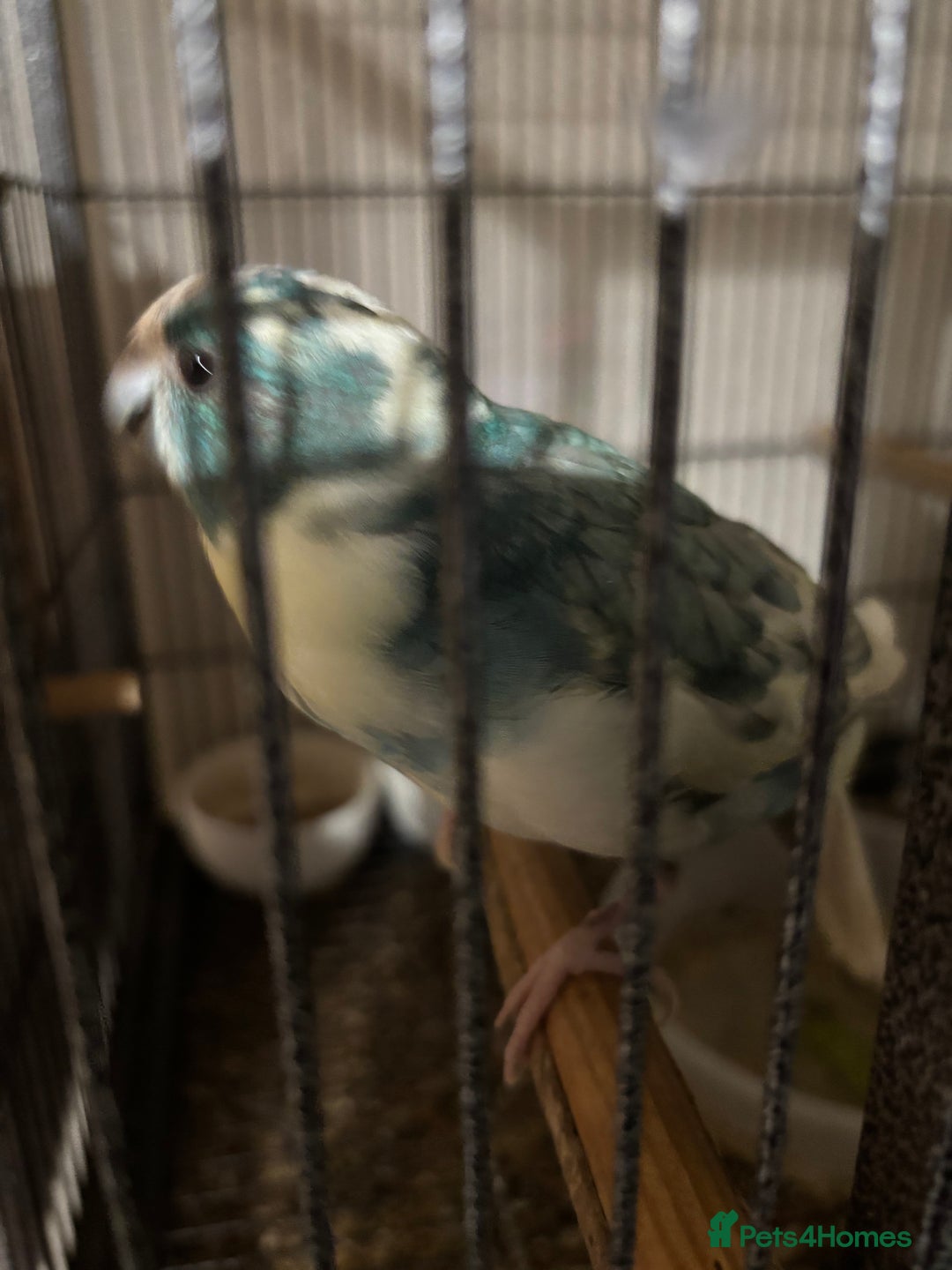 Parakeets birds for sale: Kakariki  - Advert 2