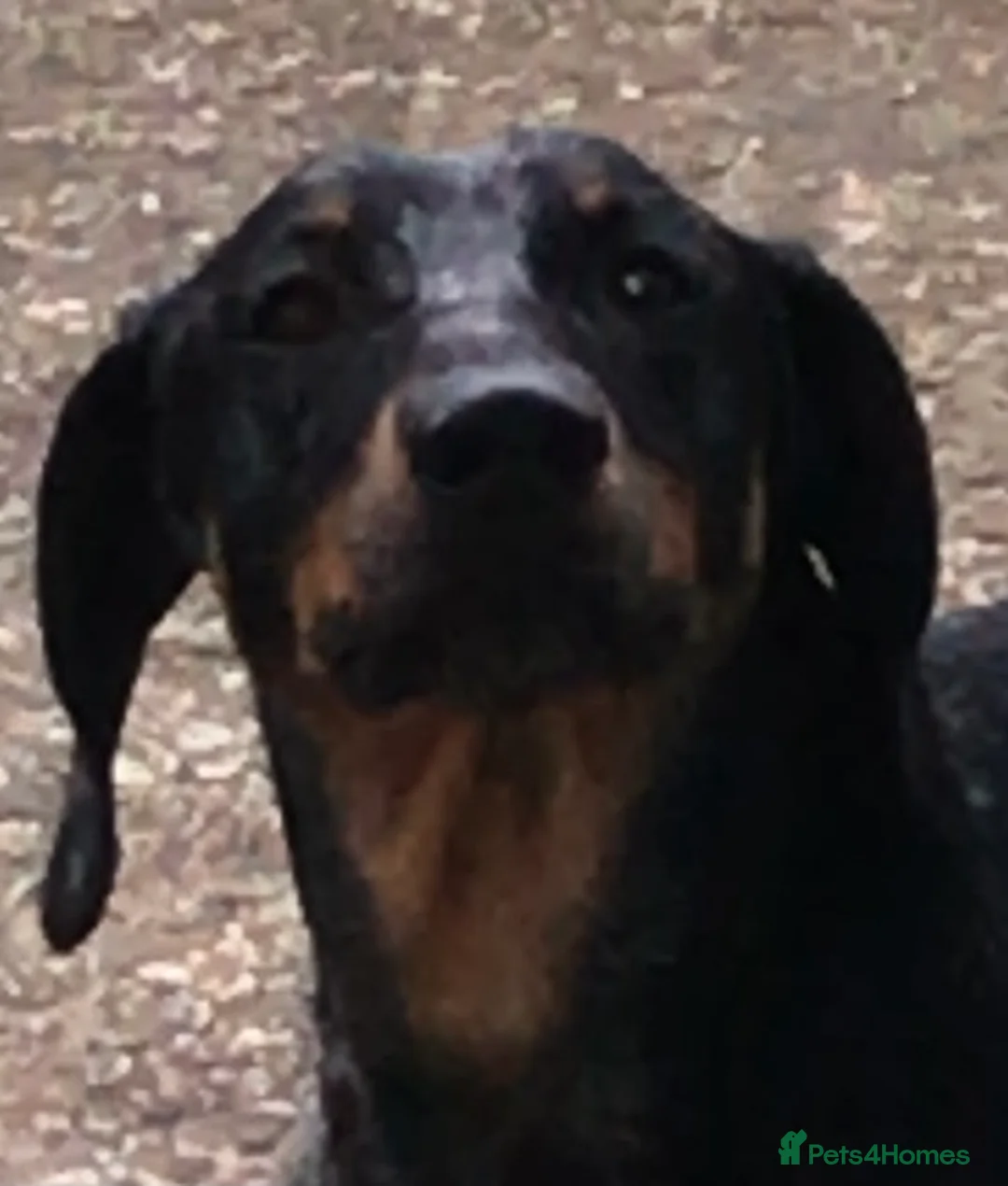 Dachshund dogs for sale: 6 YEAR OLD MALE - Advert 6