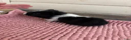 Guinea Pig rodents for sale: Baby Guinea Pigs  - Advert 19