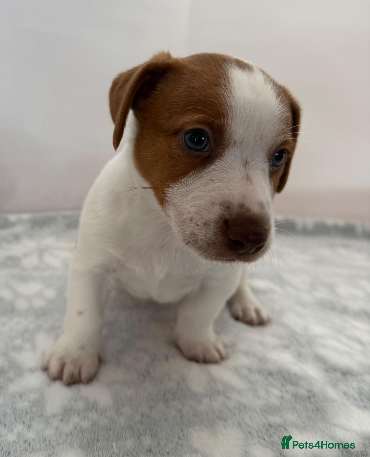 Jack Russell dogs for sale: Bred From Health Tested Parents - Advert 2