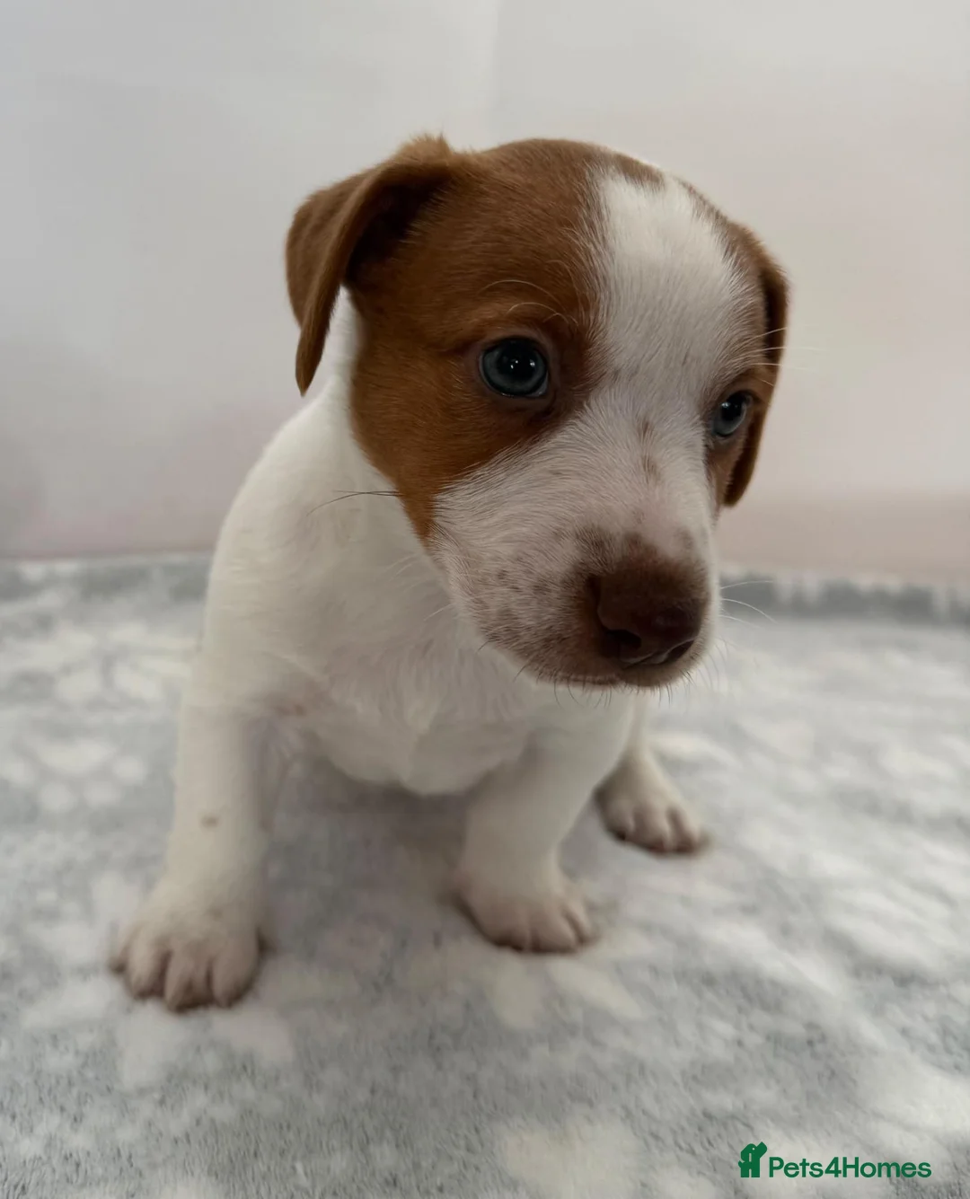 Jack Russell dogs for sale: Bred From Health Tested Parents - Advert 2