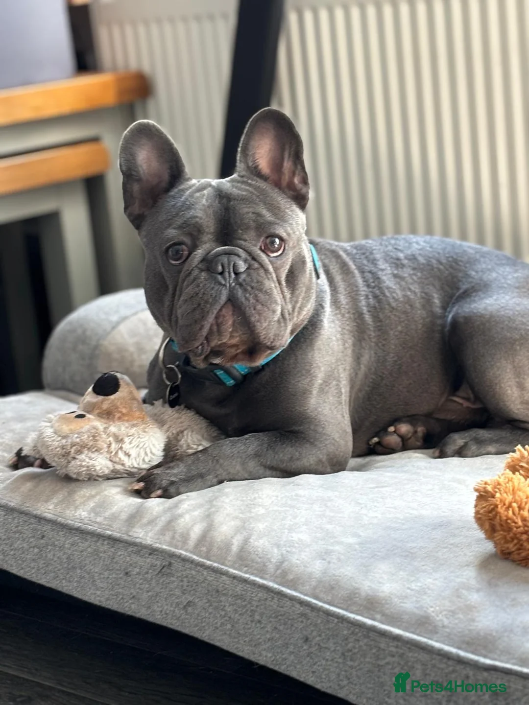 French Bulldog dogs for stud: French Bulldog for Stud in Swadlincote - Advert 1
