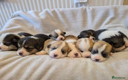 Welsh Corgi Pembroke dogs for sale: 9 Stunning Corgis  - Image 19