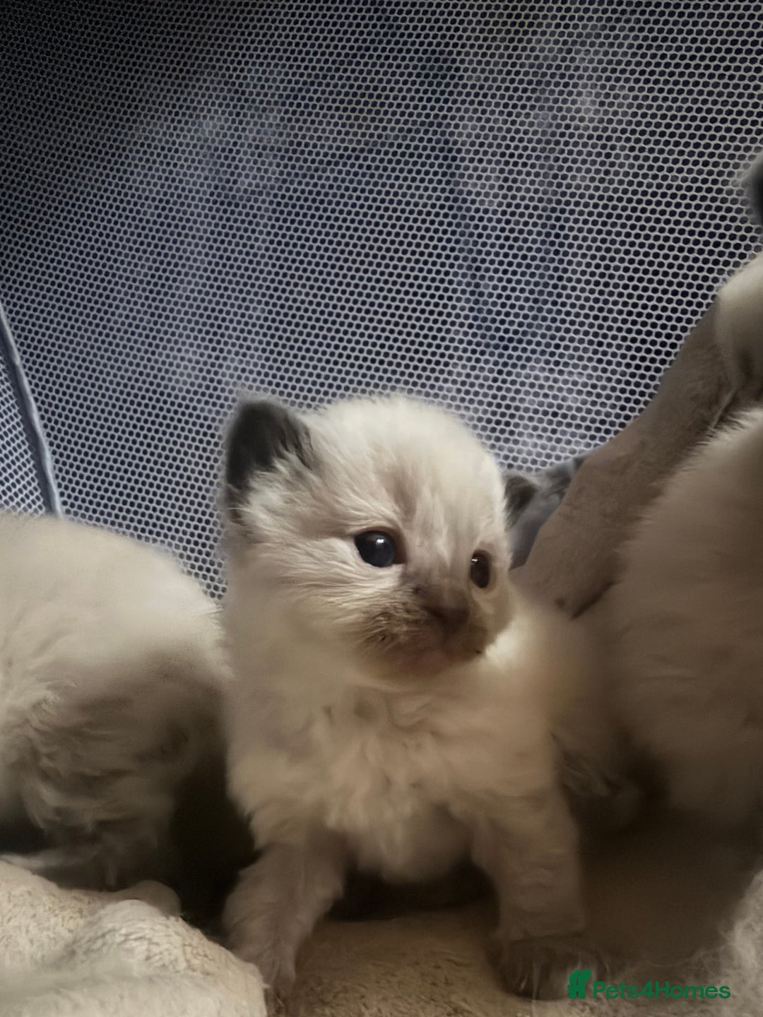 Ragdoll cats for sale: Ragdolls kittens, seal point and bluepoint  - Advert 2
