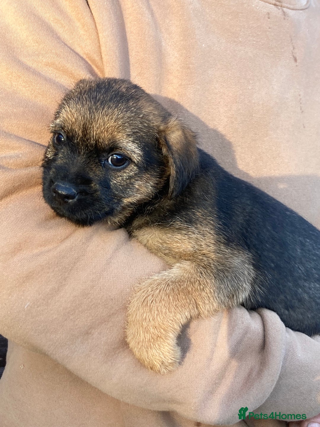 Border Terrier dogs for sale: Pure border terrier puppies  - Advert 19
