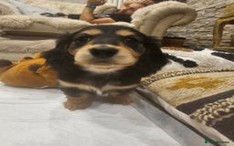 Miniature Dachshund dogs for sale: Longhairedd miniature dachshunds  - Image 12