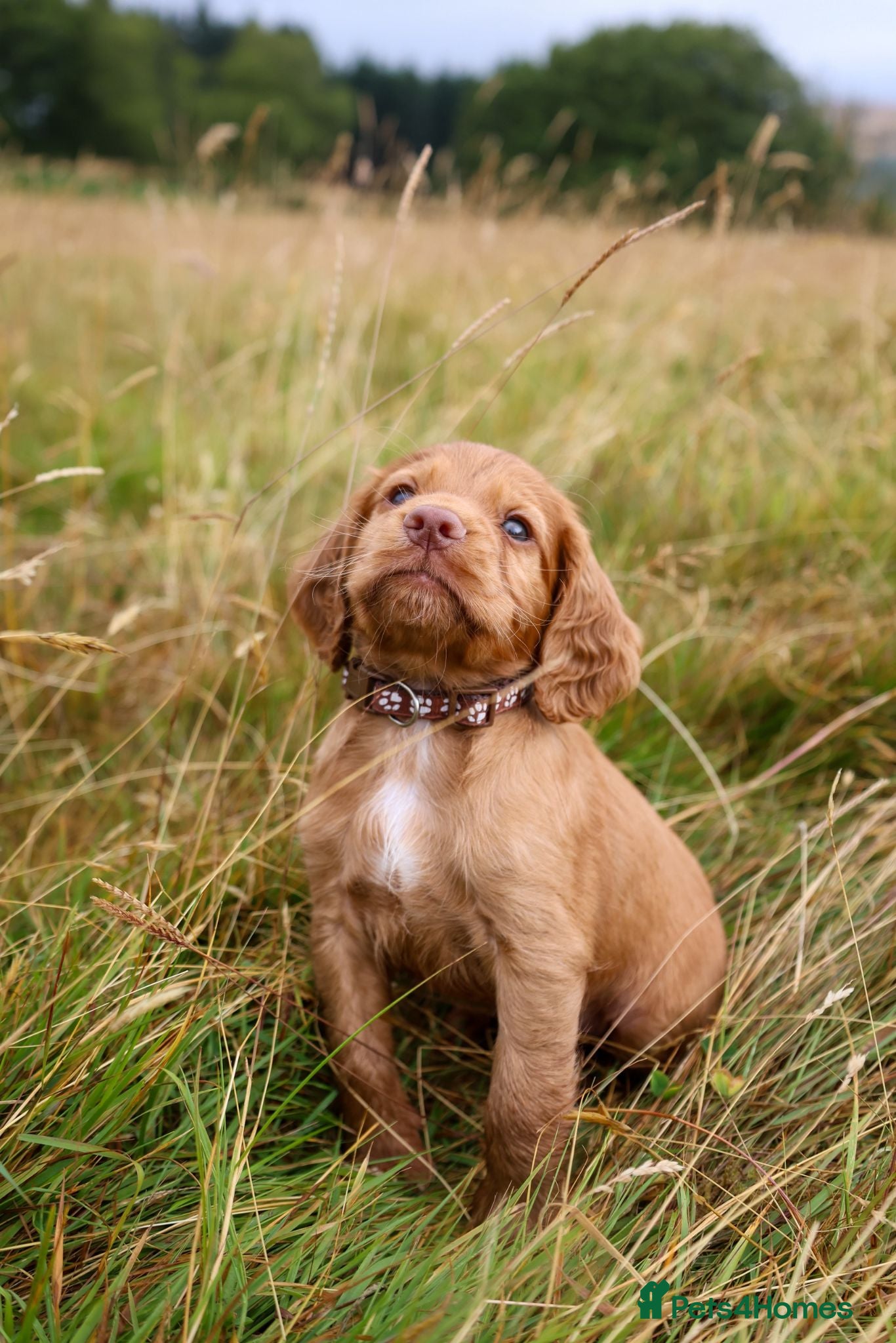 Cocker Spaniel dogs Cocker spaniel male puppies  - Advert 2