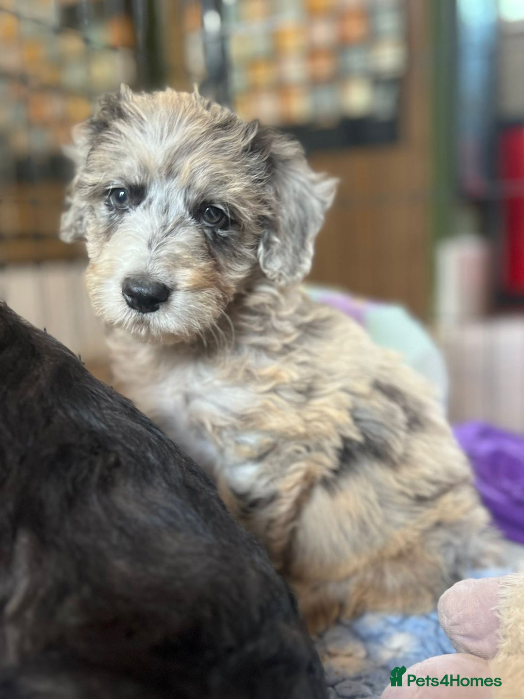 Bordoodle dogs for sale: Bordoodles Raised Right ✨ - Image 7