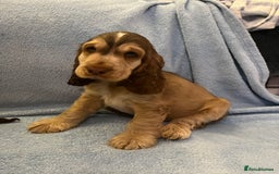 Cocker Spaniel dogs for sale: ADORABLE KC REG SHOW TYPE COCKER SPANIEL PUPPIES - Image 30
