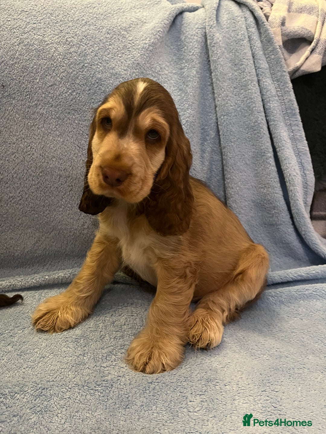 Cocker Spaniel dogs for sale: ADORABLE KC REG SHOW TYPE COCKER SPANIEL PUPPIES - Image 30