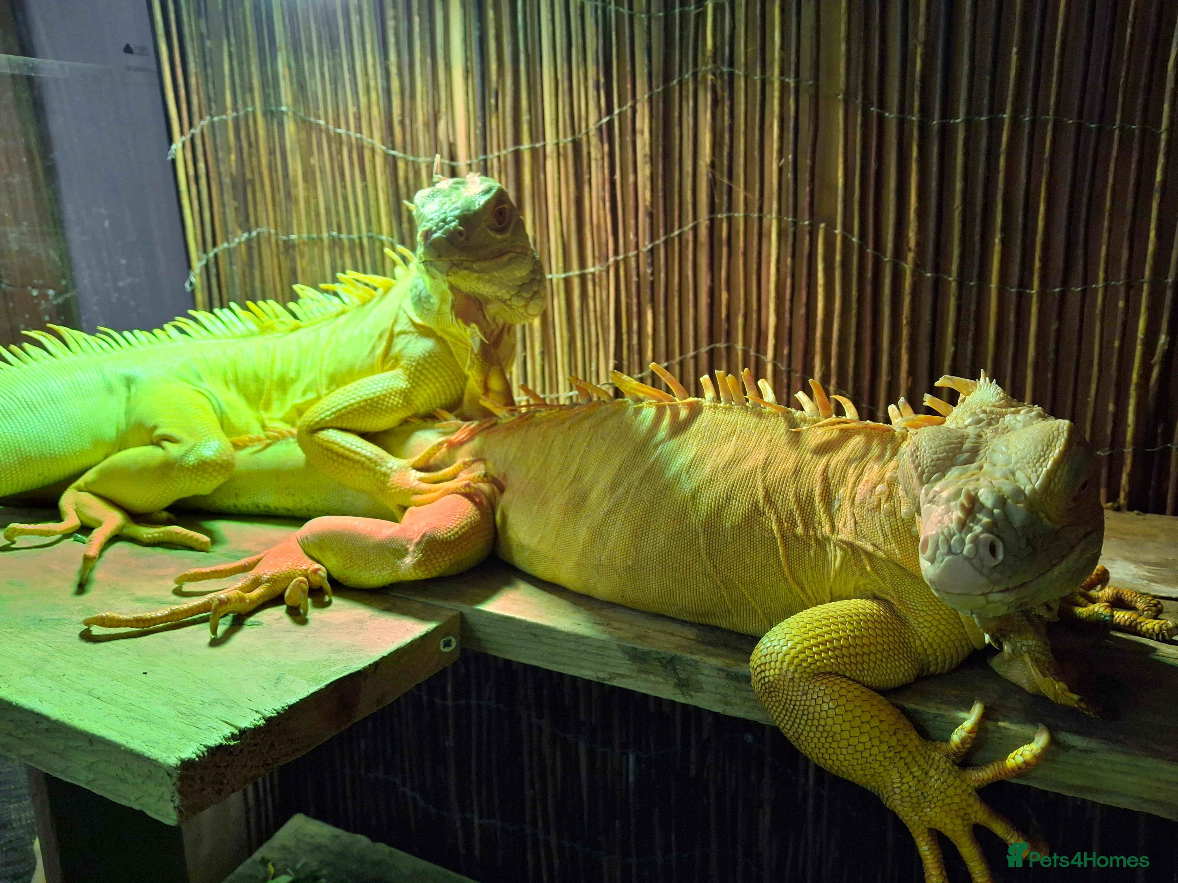 Iguana reptiles Iguana Albino for sale. A pair Male and Female - Advert 1