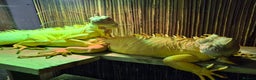 Iguana reptiles for sale: Iguana Albino for sale. A pair Male and Female - Advert 1