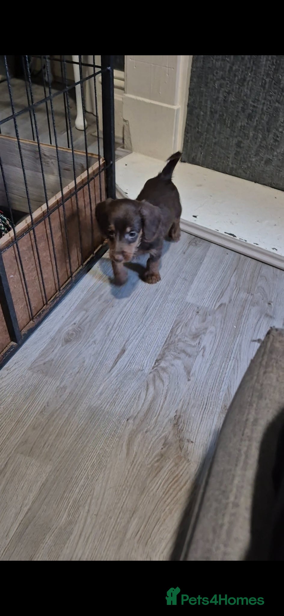 Doxiepoo dogs Doxiepoos for sale - Advert 2