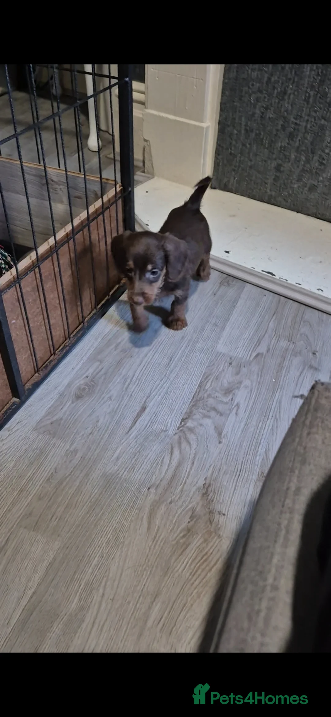 Doxiepoo dogs for sale: Doxiepoos for sale - Advert 2