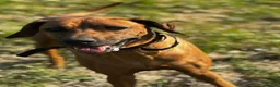 Rhodesian Ridgeback dogs for sale: Rhodesian Ridgeback Adult male  - Advert 1